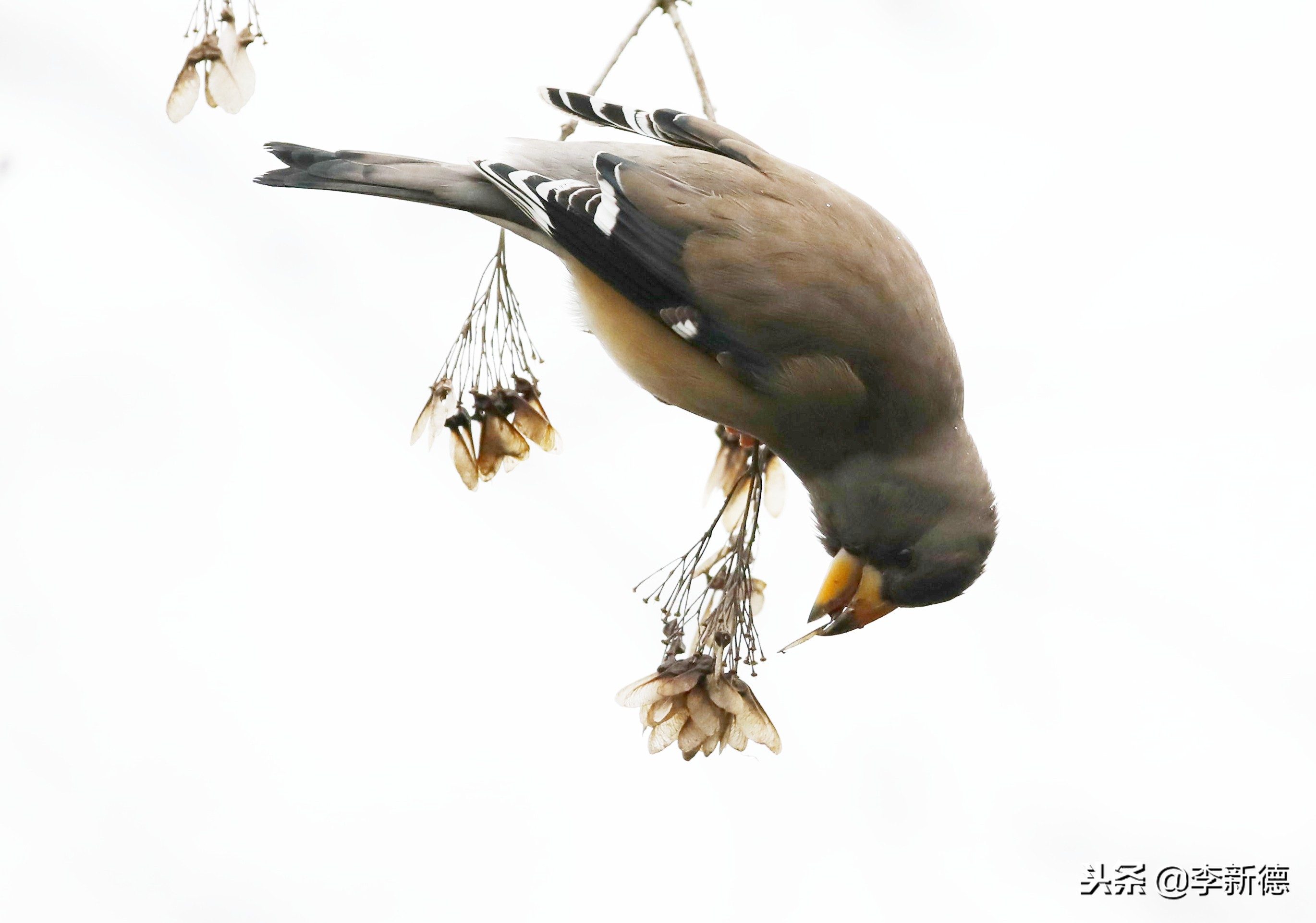 合肥望江西路蜀峰湾,合肥蜀峰湾有什么鸟