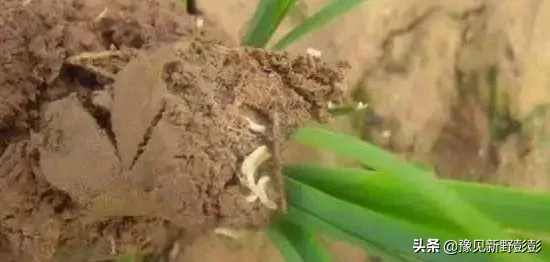 杀灭地下害虫用什么药浇灌,毒辛农药怎样杀灭地下害虫