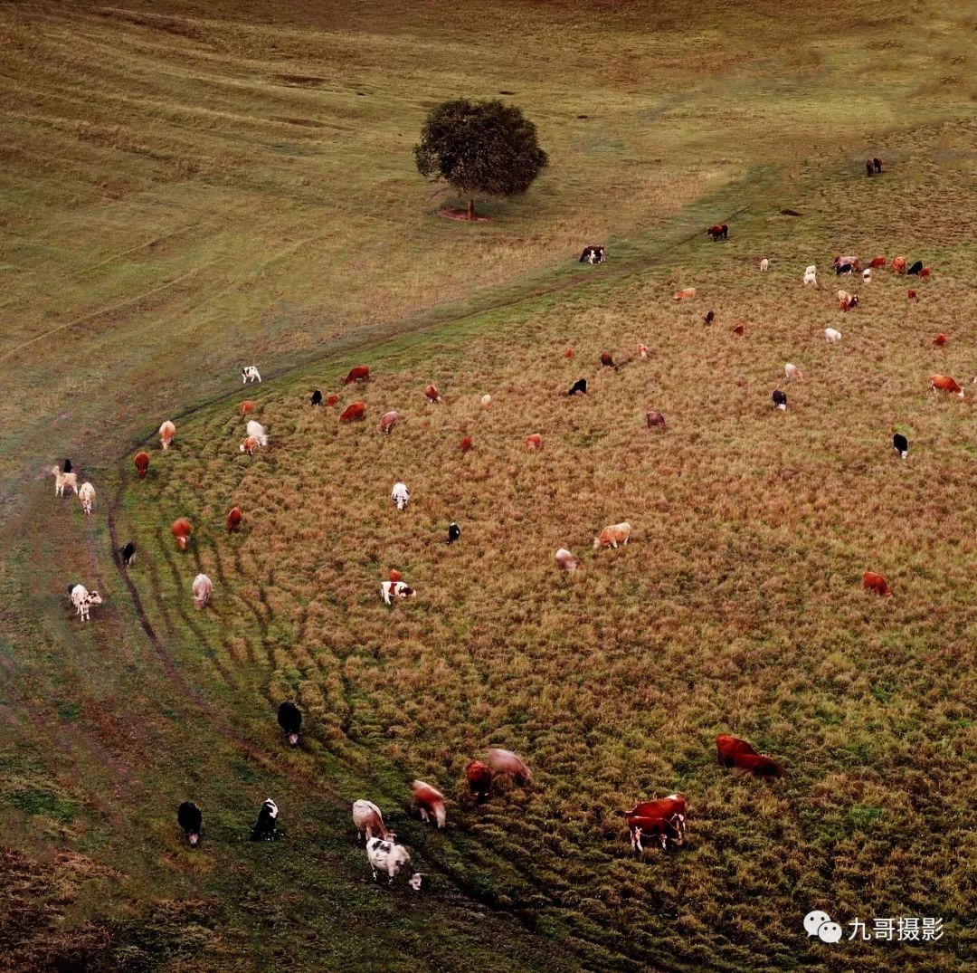 大美坝上草原全景,大美坝上风光系列之一