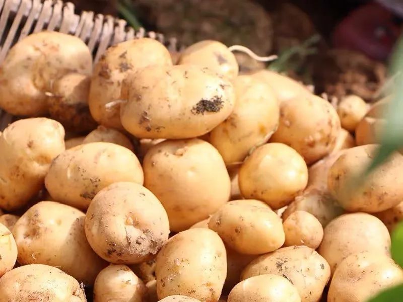 自然科学实验与创新课题,生态课题研究方案