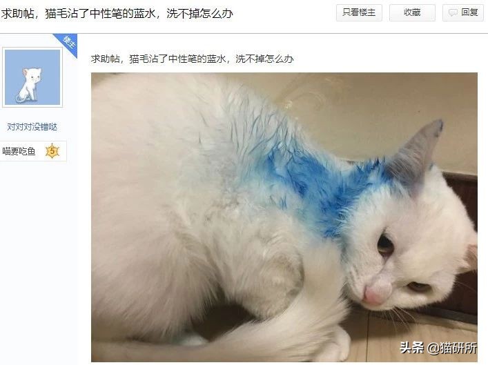 猫咪手脏怎么清洗,如何洗猫咪粘毛的物品