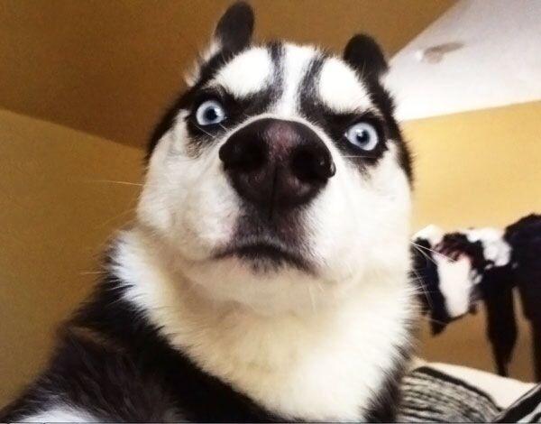 为什么狗狗见面就闻屁屁,狗狗总是爱闻主人的屁屁