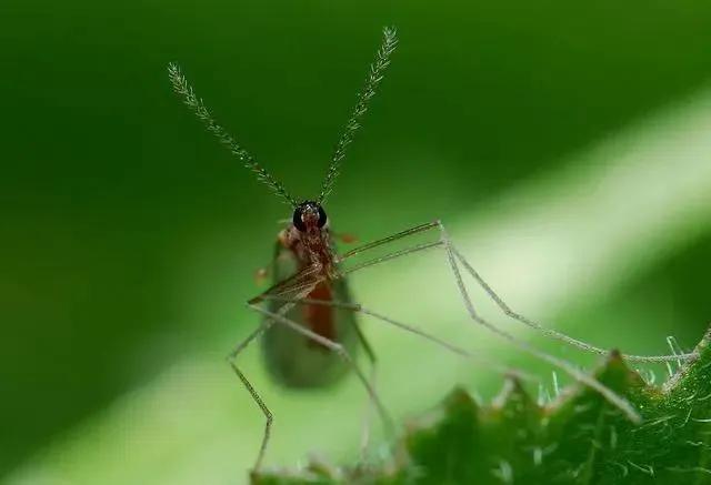 柑橘病虫害最新防治技术,柑橘病虫害详解视频教程