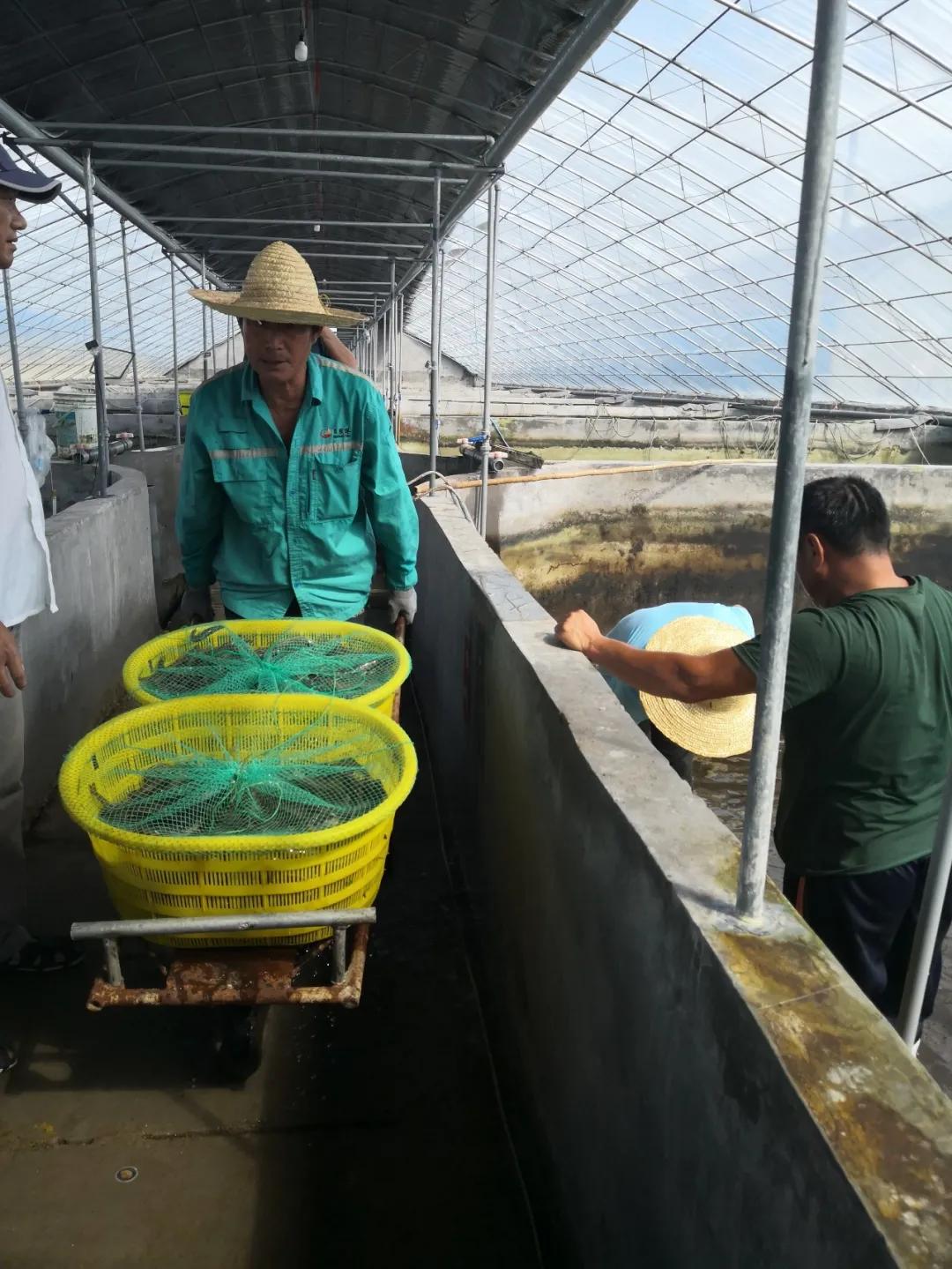 热食柠香南美鲜虾低脂意面,南美鲜虾沙拉优惠团购
