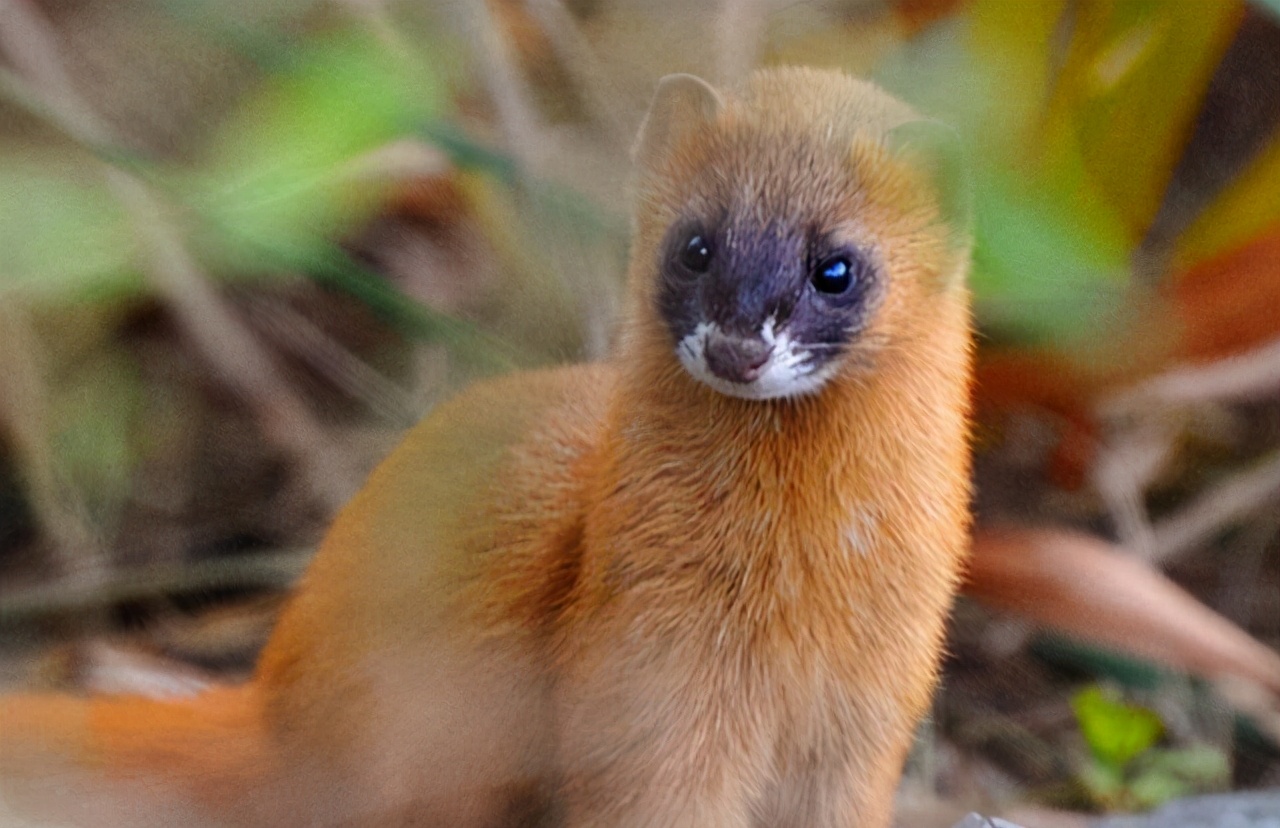 为什么不能杀黄鼠狼科学证明,黄鼠狼为什么不能杀科学解释