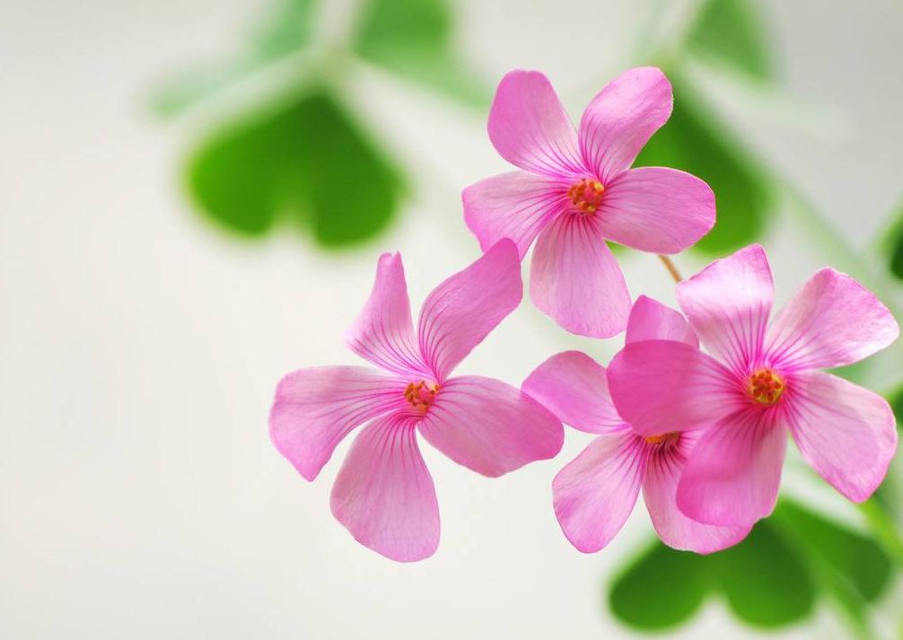 紫色幸运草的寓意和象征,养幸运草