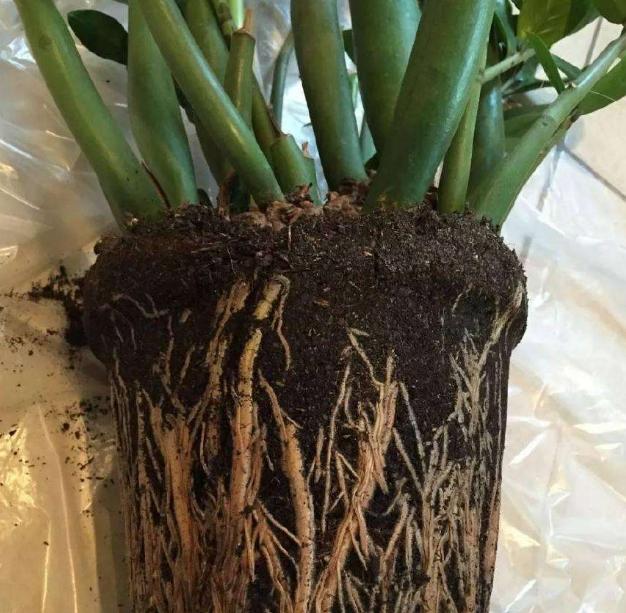 金钱树怎么养才能枝繁叶茂,金钱树怎么养才根壮叶茂