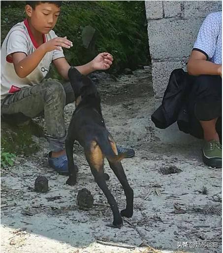 凉山猎犬和青川犬哪个比较好,青川犬和川东犬区别