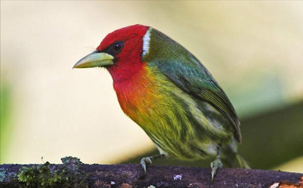 东江揽胜,惠州淡水常见鸟类图谱