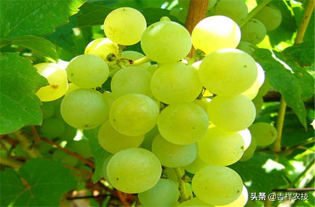 大青葡萄栽培方面的知识要点，你都会吗？来学学种植管理