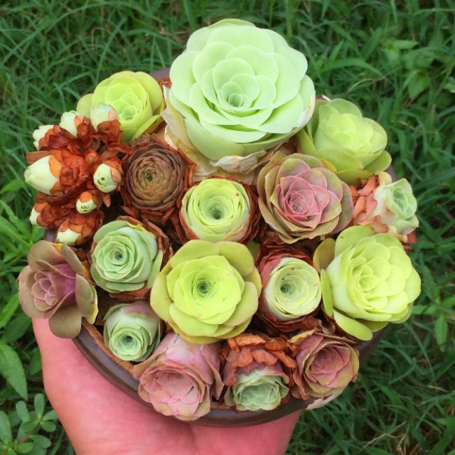 100种室内盆栽花,花卉大全500种盆栽名称