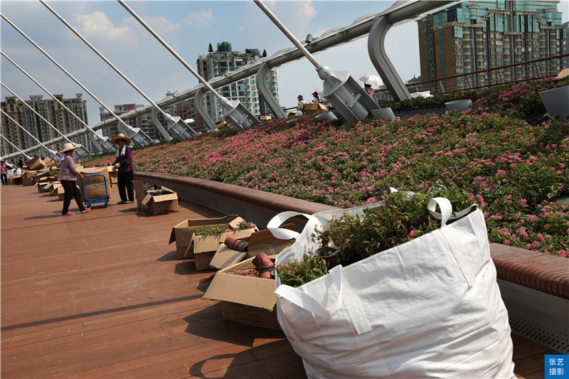 广州人行景观桥最新情况,广州海心沙人行天桥