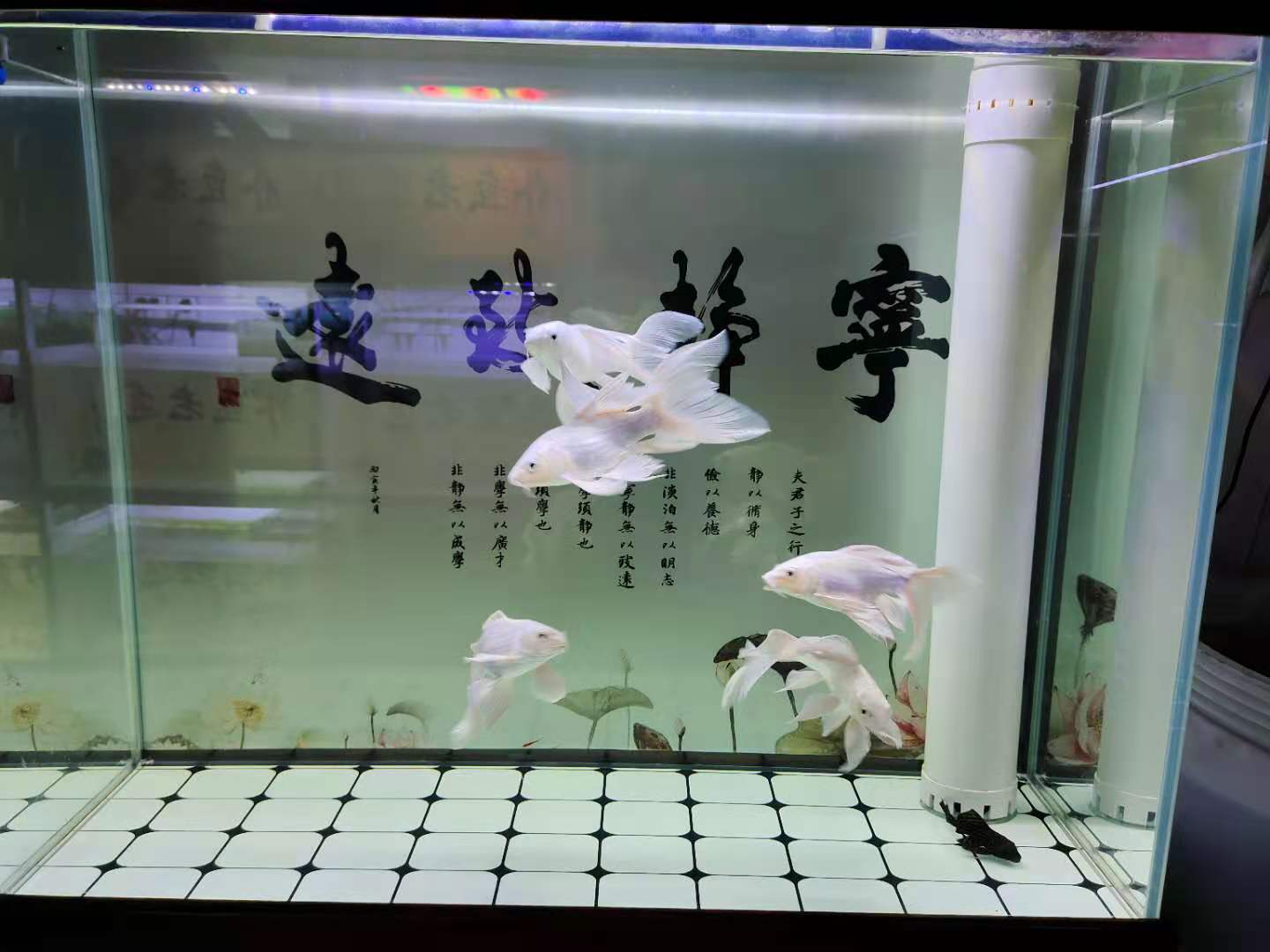 观赏鱼翻肚怎么救,观赏鱼翻了怎么回事