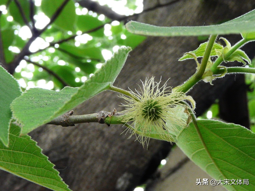 被神化的野鸡:看商代大臣如何借题发挥进行改革