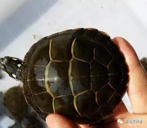 如果你不懂龟，看完之后会想要一只吗？