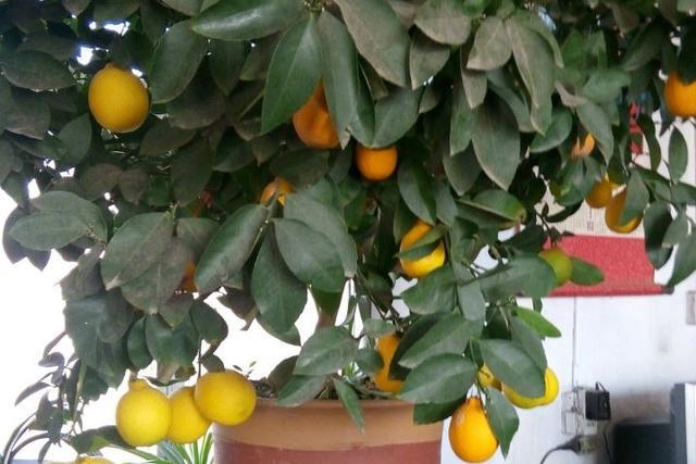 常绿植物盆栽好养,什么盆栽喜阴绿植好养