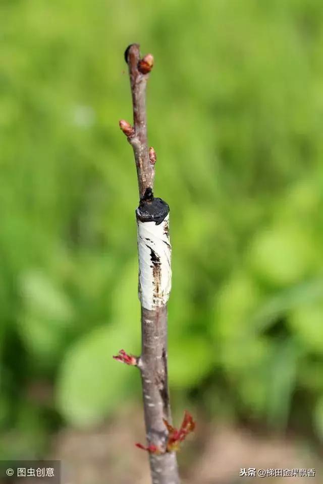 果树嫁接枝条要用蜡封吗,蜡封接穗嫁接时用薄膜吗