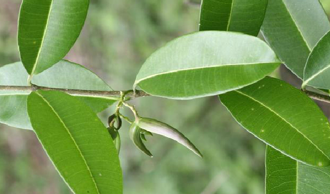中药材钩藤介绍,古钩藤的功效与作用