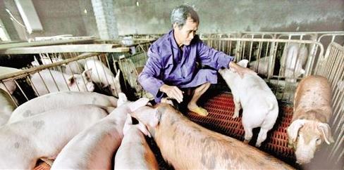 养殖场灭蜱虫专用药,对于防控非瘟的建议