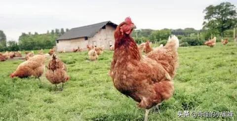 世界上五个杀不死的人,世界十大杀人不死的生物