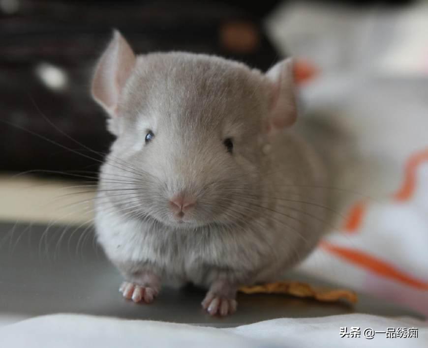 龙猫剪牙注意什么,第一次养龙猫选什么品种