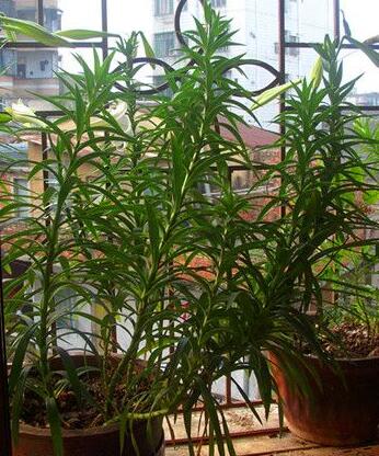 盆栽百合花怎么养才多开花教程,盆栽百合花开花后怎么养护