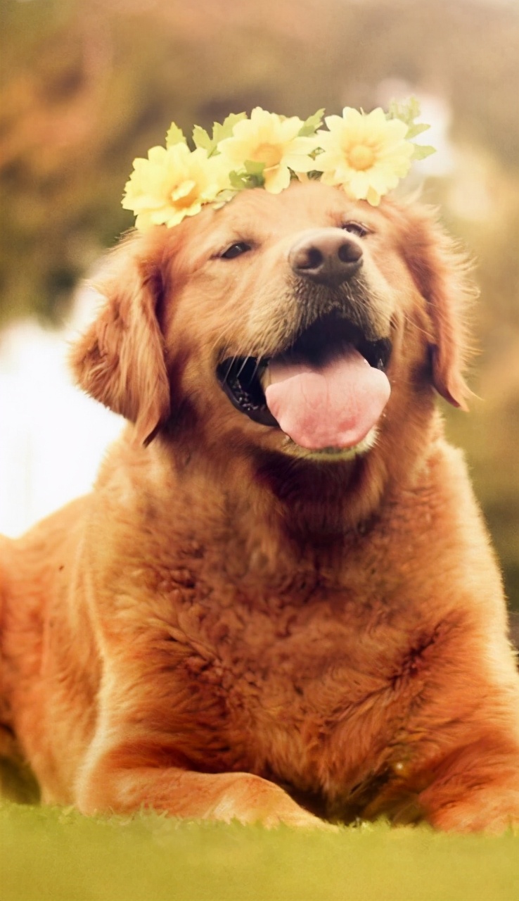 金毛优缺点大全,养金毛优缺点