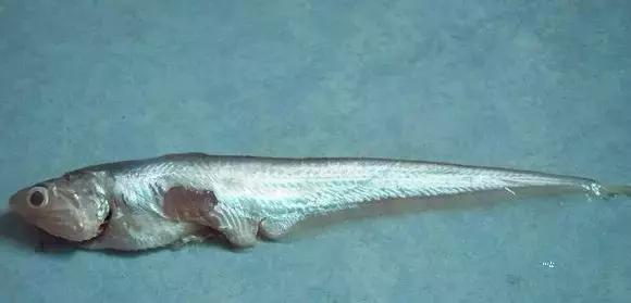 渔民海鲜大全,渔民整理的海鲜河鲜大全