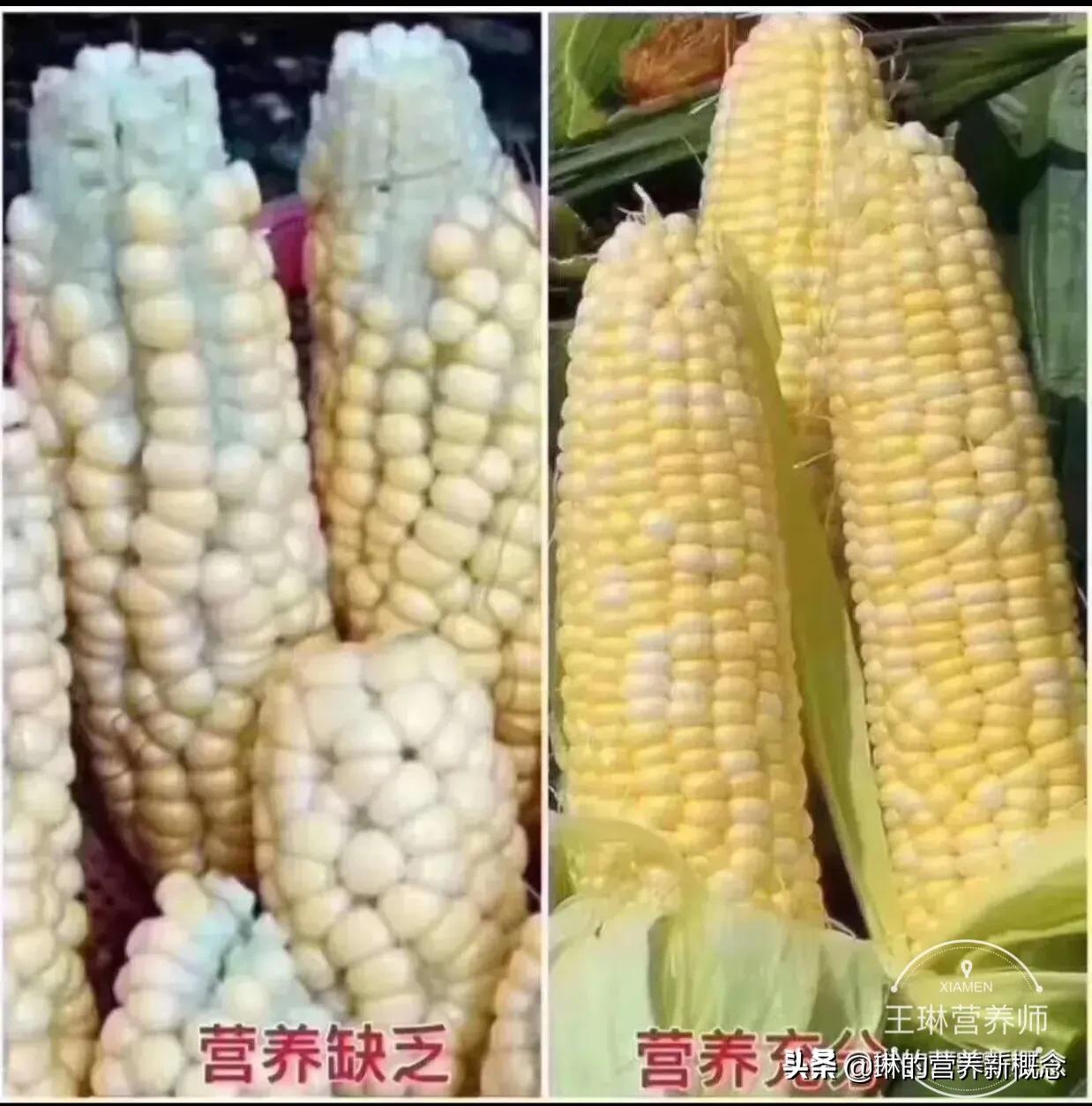 癌症食疗的三种食谱,癌症的四种药物可以治疗