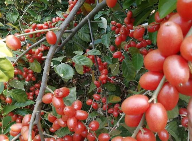 南方这“廉价”水果，1年结果3次，口感酸甜多汁，北方人却吃不起