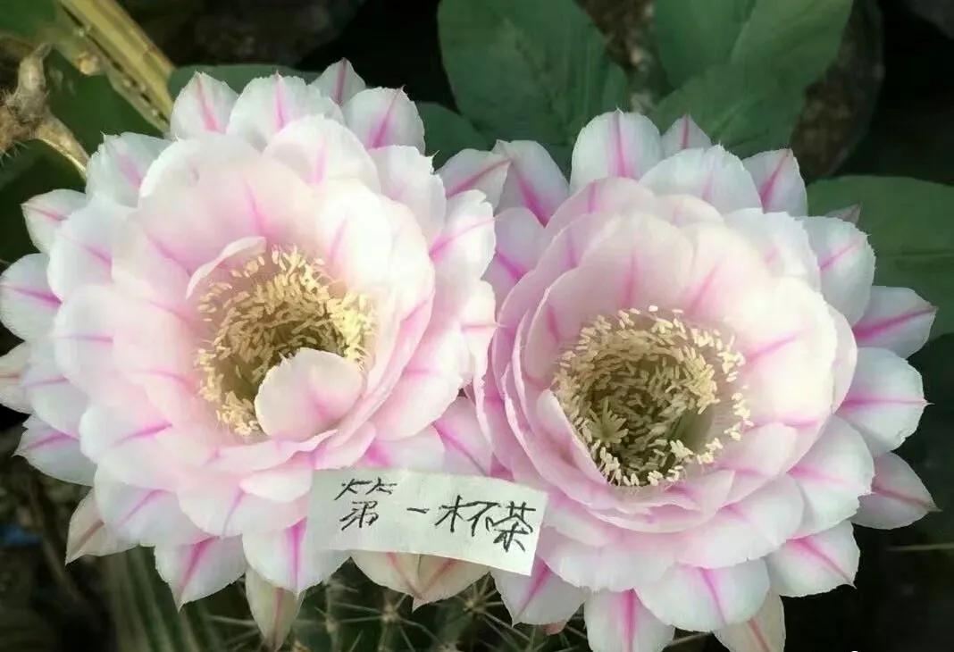 100种仙人球花图片,100种仙人球的品种视频