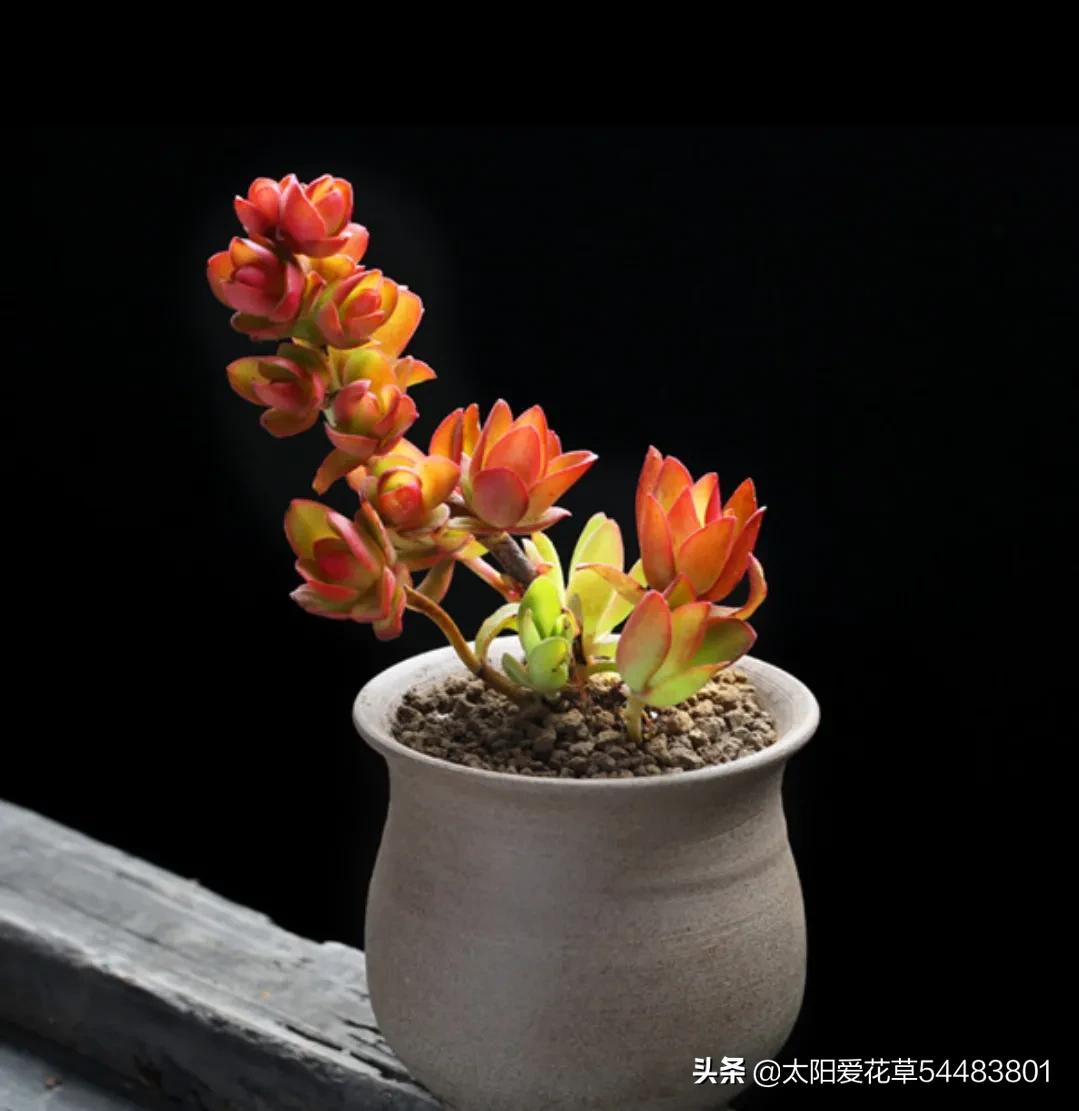 火祭养殖方法和注意事项,单头火祭怎么养才能爆盆