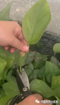 富贵子的绿叶怎么变红,用什么元素让绿叶变红