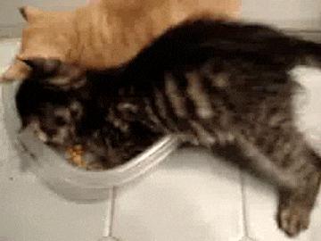 怎样让猫咪优雅的吃猫条,怎么才能让猫咪合理膳食