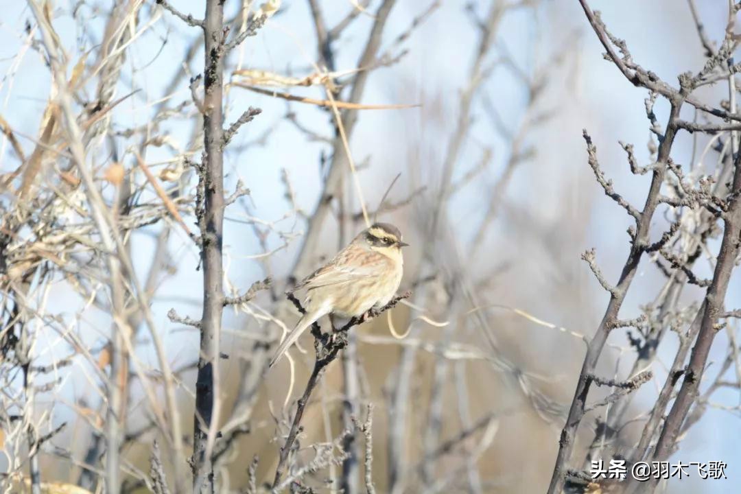 观鸟入门,观鸟小贴士