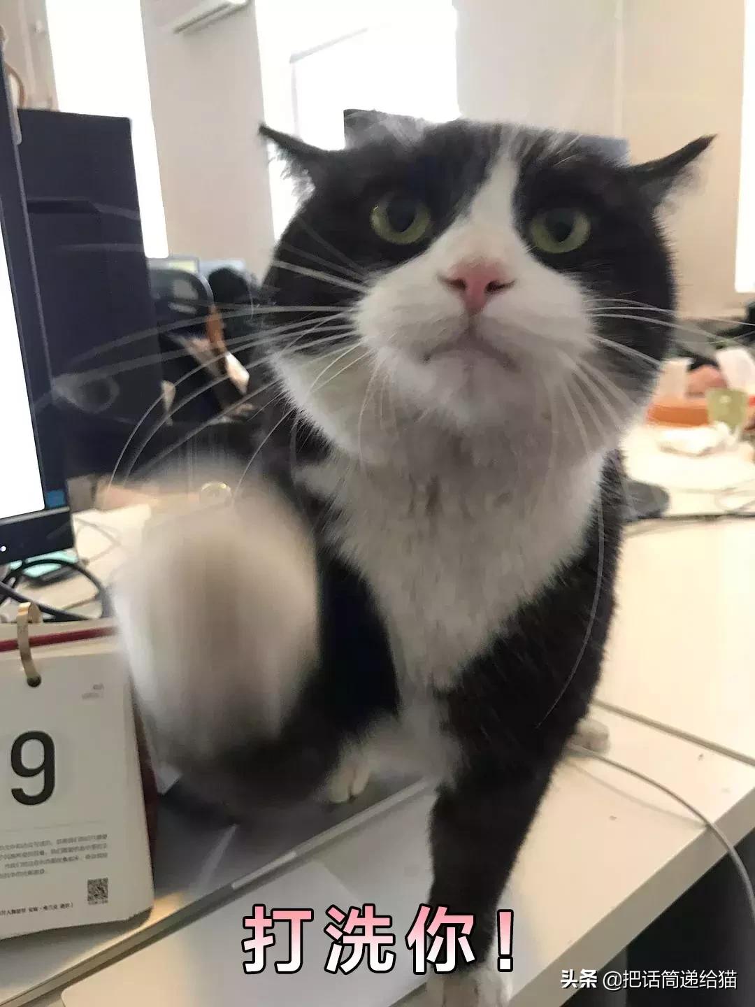 猫故事全集,猫故事小说