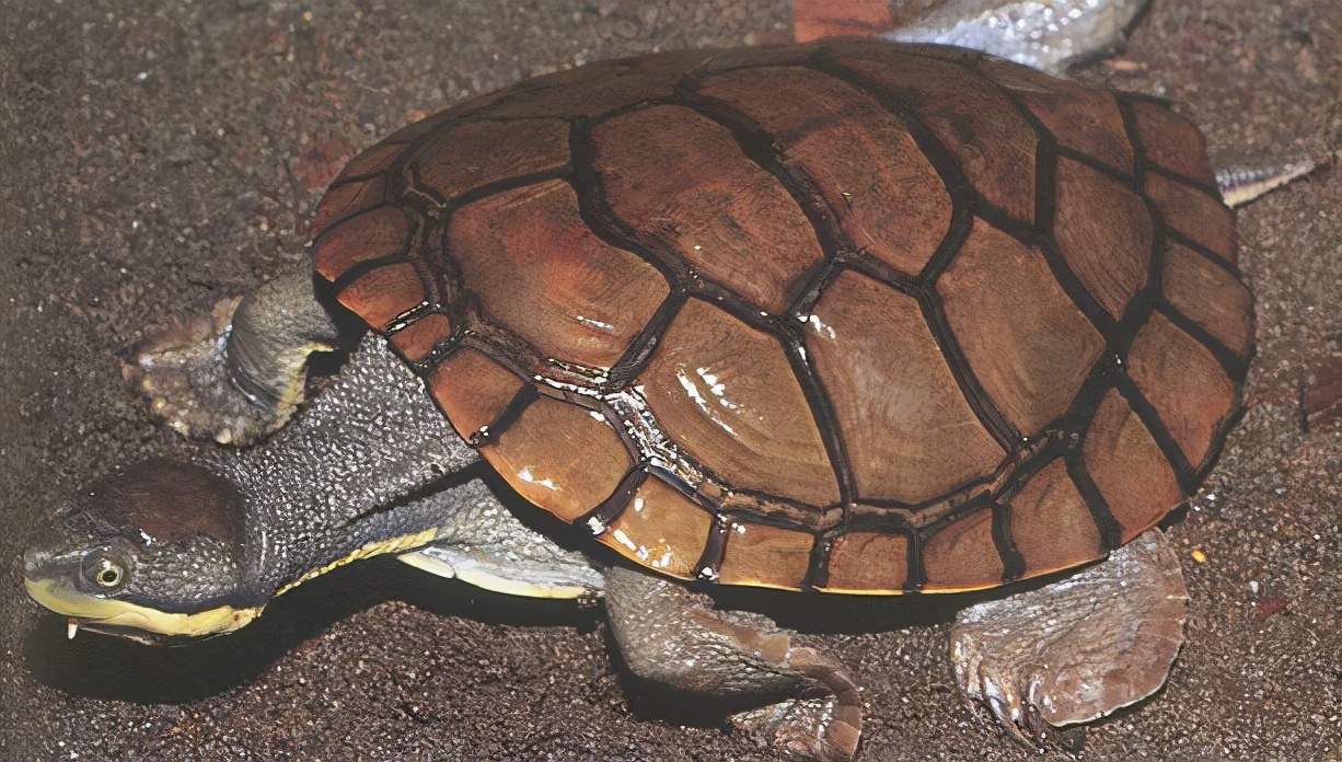 龟类大百科,大眼睛龟类