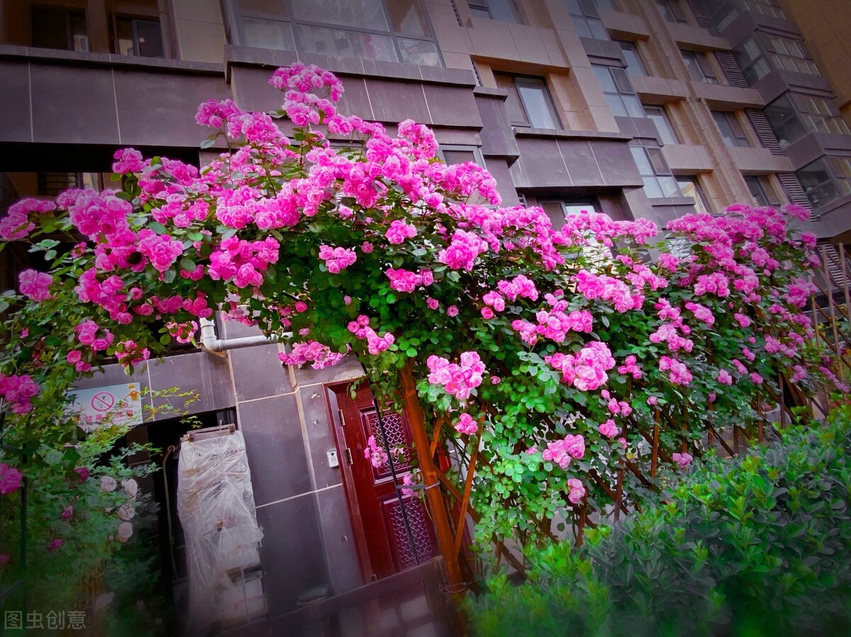 家中养4种花要当心,新手千万别碰这3种花