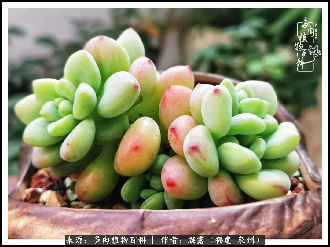 多肉日记严选,多肉日记大全100字