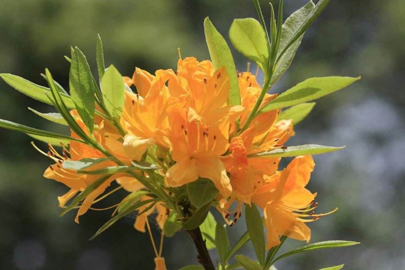 13种有毒的盆栽花卉有哪些,十种有毒的花卉有哪些