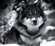 狼图腾大揭秘,狼图腾狼行天下