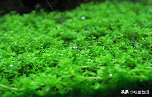 简单草缸制作方法,简单草缸新手入门