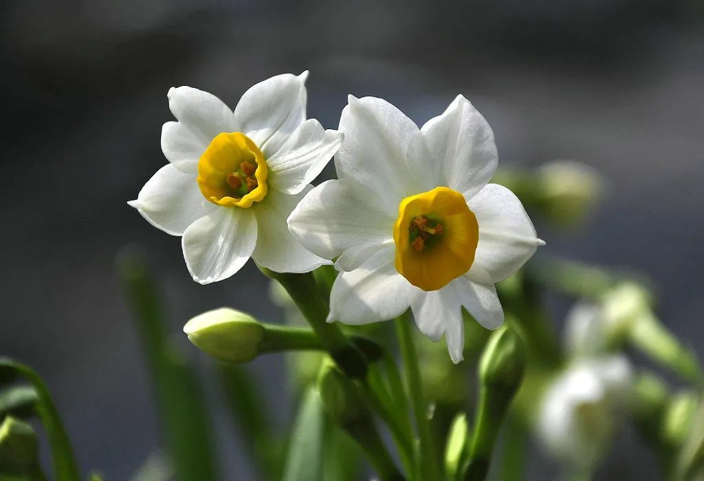 水仙球哪里品种好,水仙挑选方法