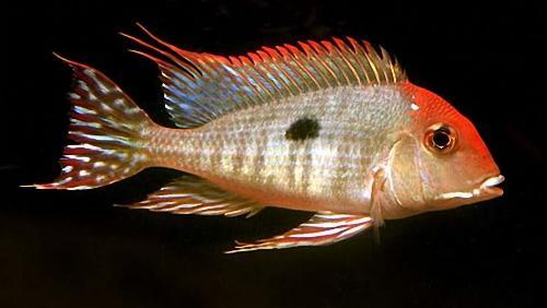 慈鲷品种,慈鲷类型