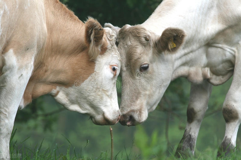 牛得胃肠炎呻吟怎么治,牛胃肠炎用头孢可以么