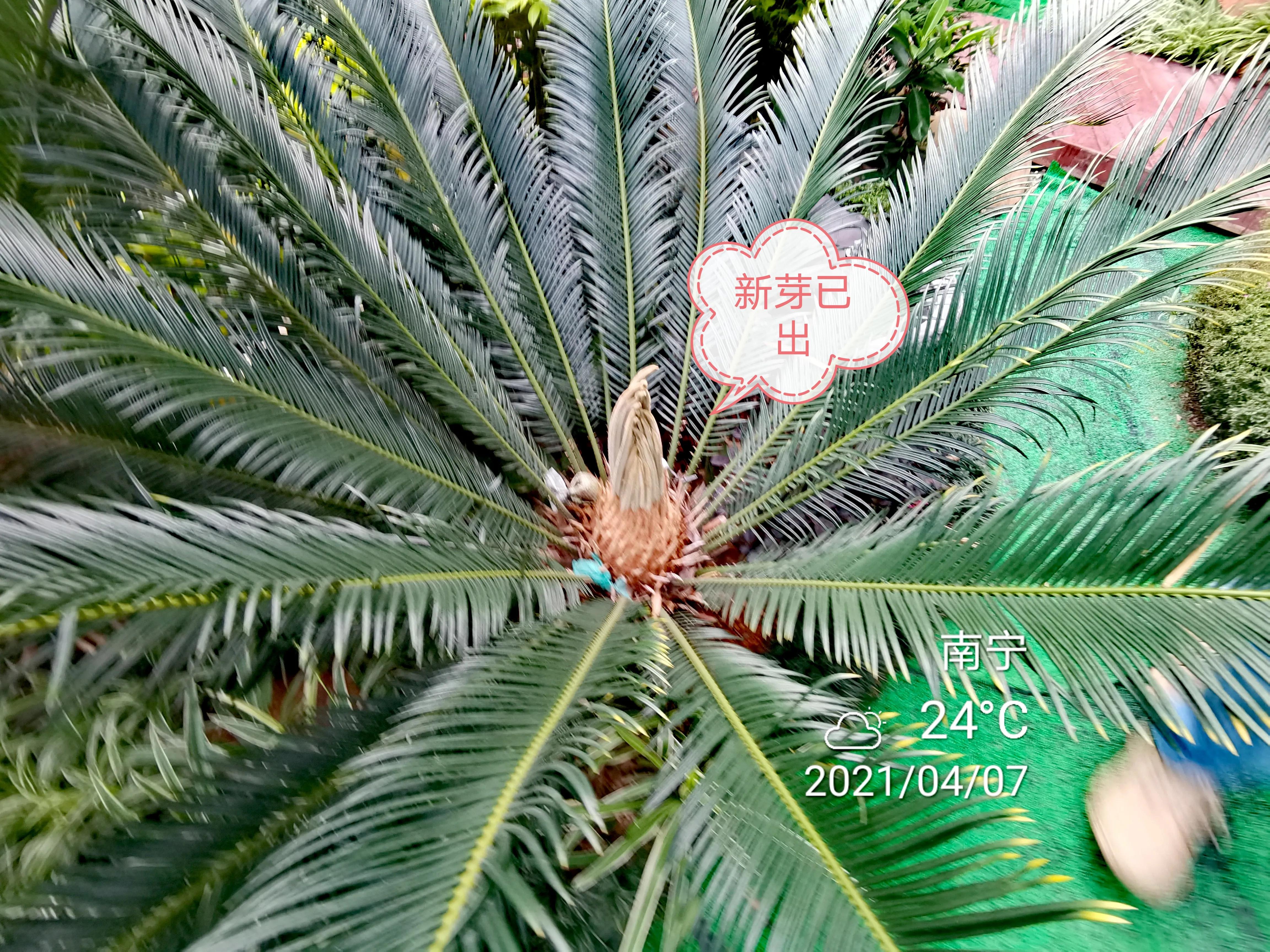 苏铁小灰蝶生物防治,苏铁小灰蝶防治用什么药