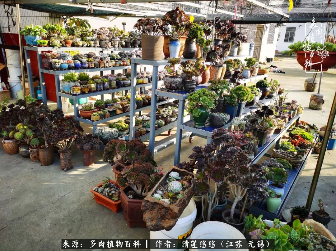 可爱多肉的露脸照,多肉大合照视频