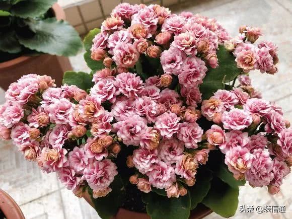 养花热门小常识大全,养花的几个小常识视频