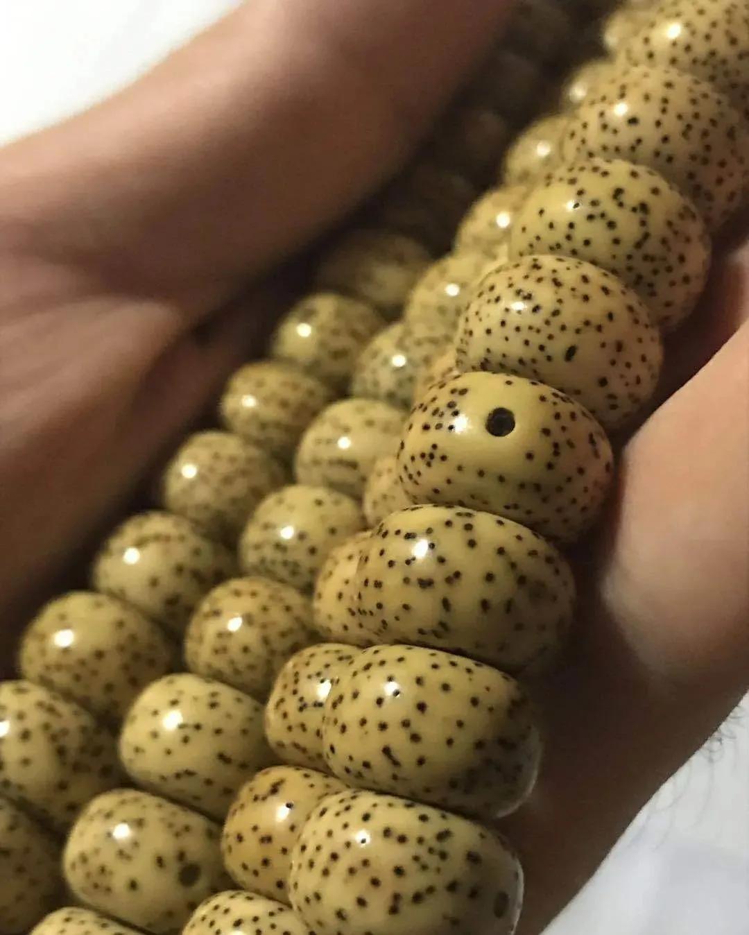 星月菩提阴皮是什么意思,星月菩提的阴皮怎么形成的