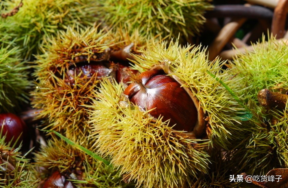 原来剥板栗这么轻松,板栗已经剥开怎么去掉里面的膜